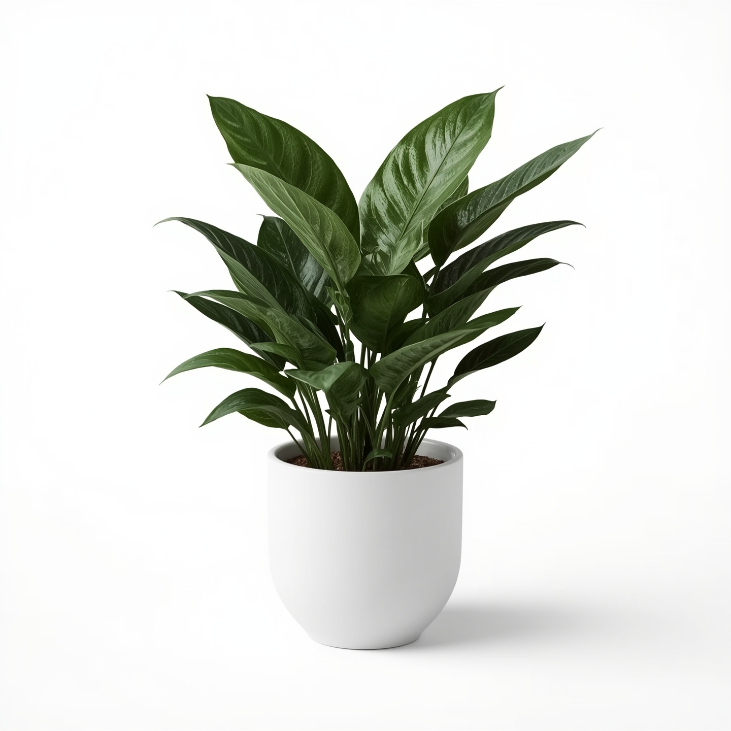 ZZ Plant starter kits