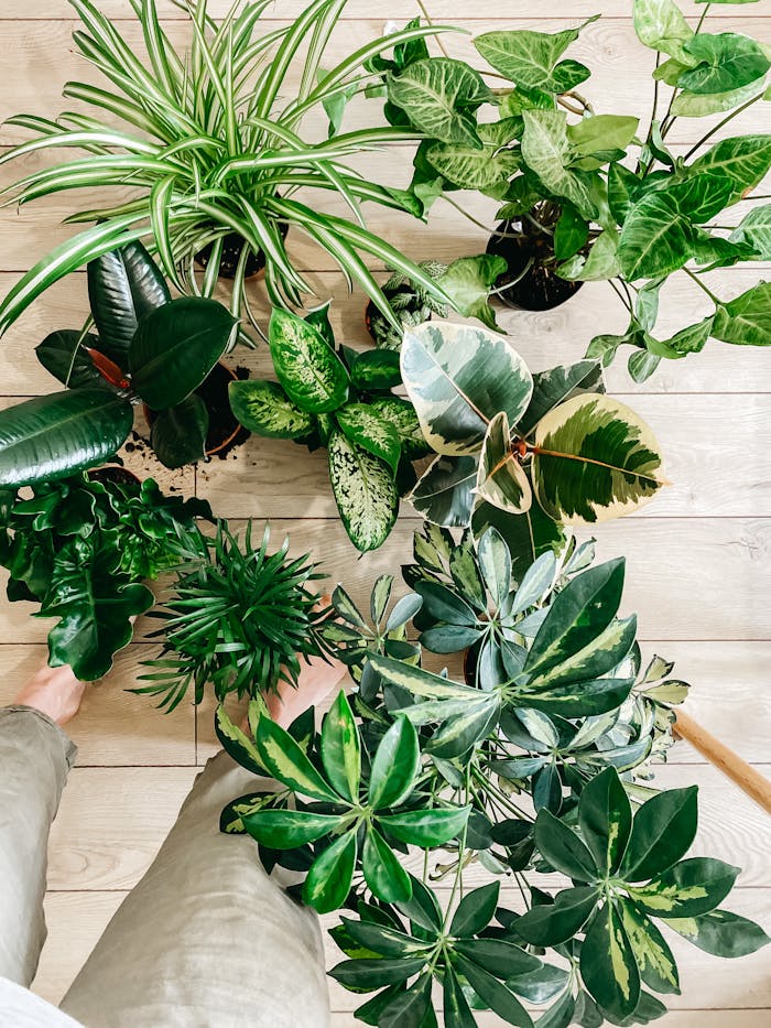 Top view of diverse houseplants on a wooden floor, showcasing vibrant greenery.